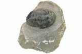 Bargain, Detailed Hollardops Trilobite #230439-3